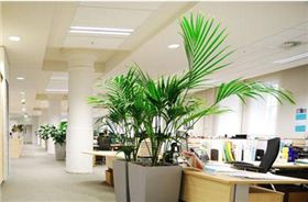 綠色辦公空間